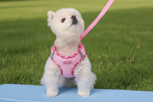 Stylish Small Breed Pet Harness