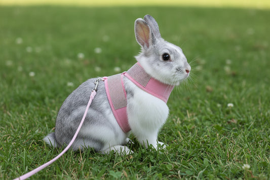 Bunny Harness
