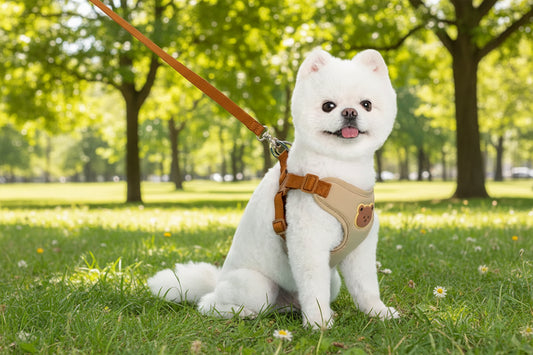 Stylish Pet Harness