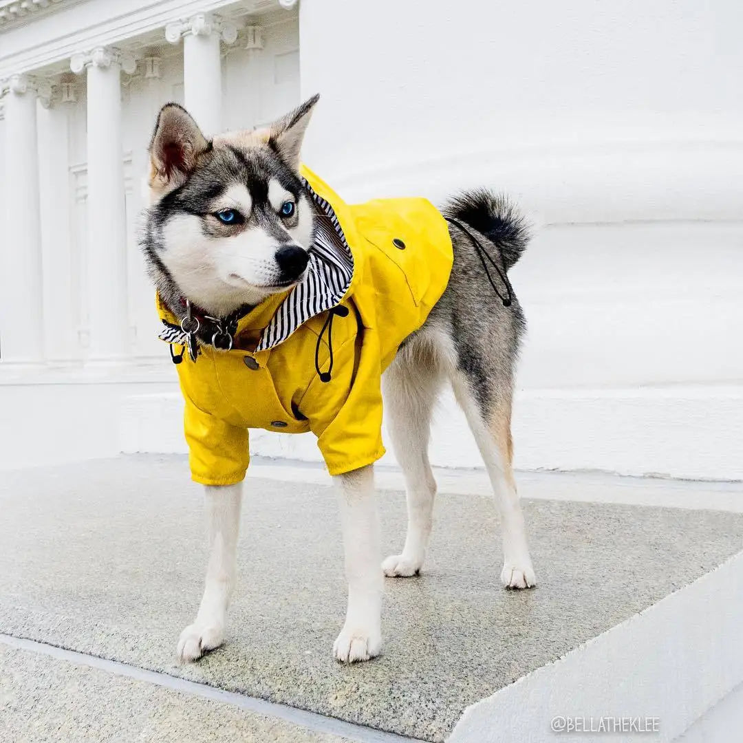 Pet Rain Coat