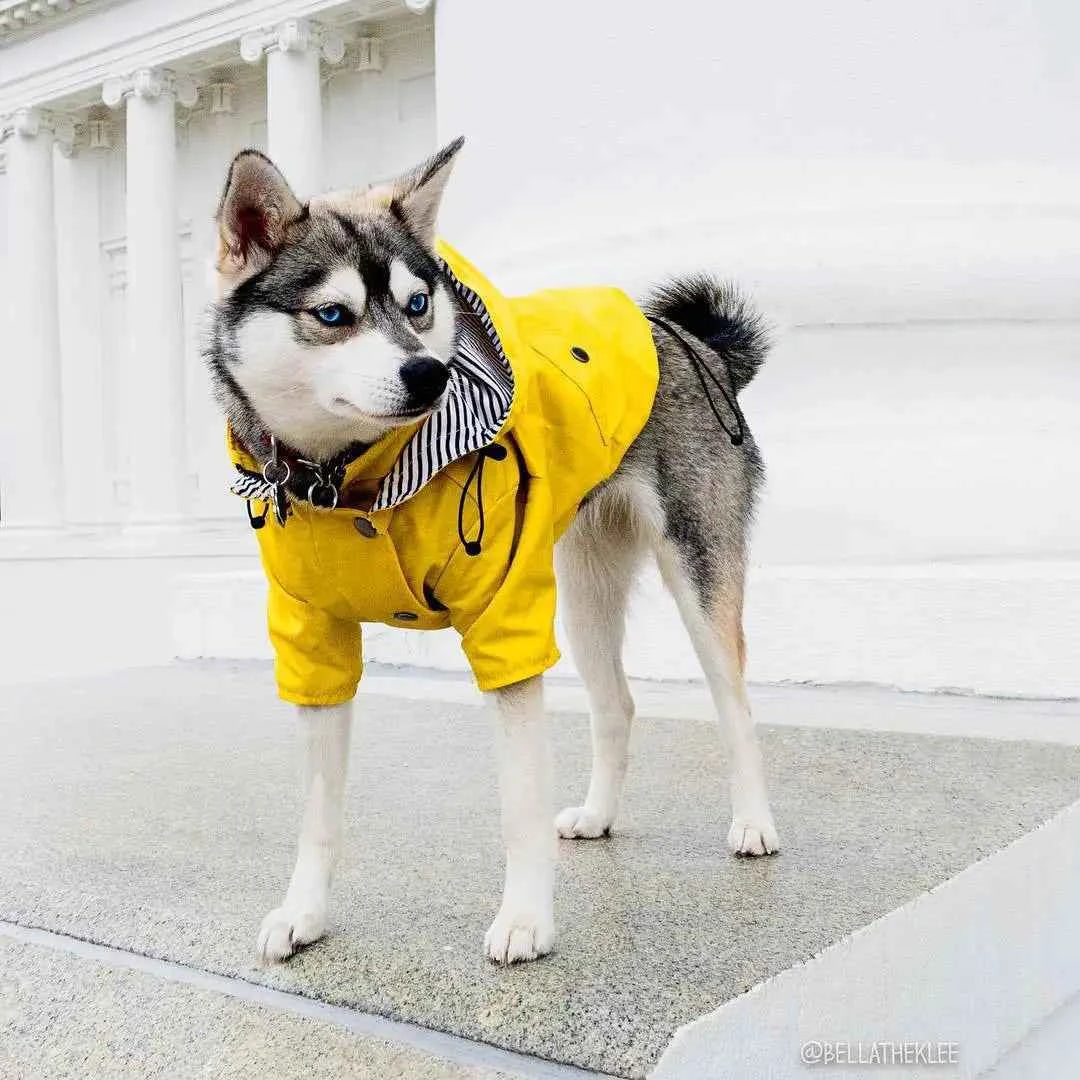 Pet Rain Coat