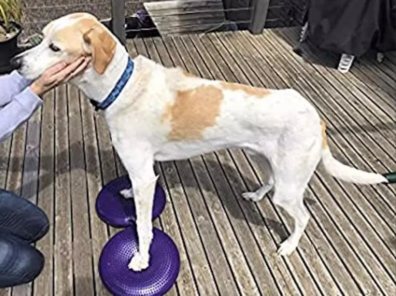 Flying Disc Dog Toy - Waggy World