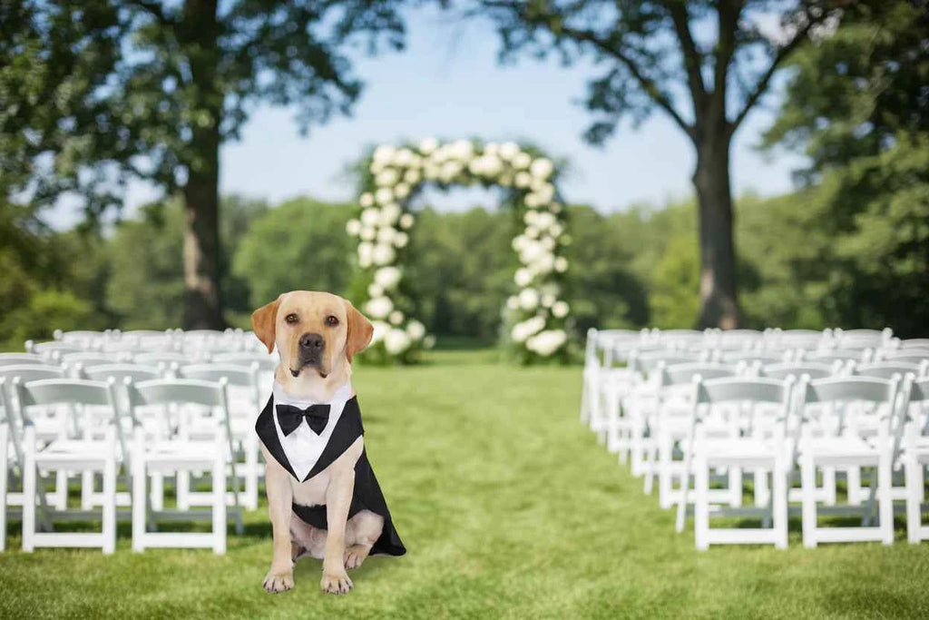 Doggy Tuxedo