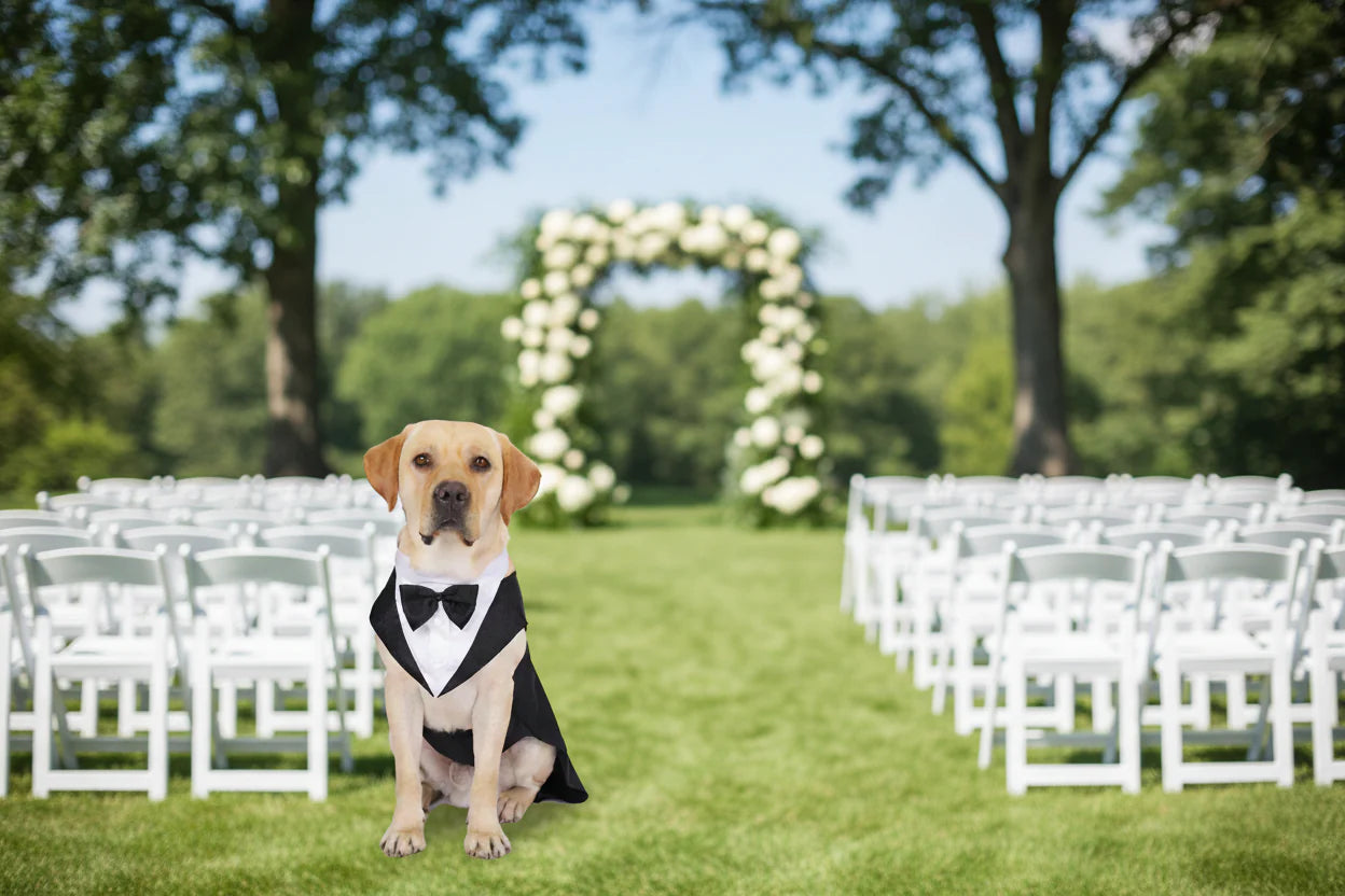 Doggy Tuxedo