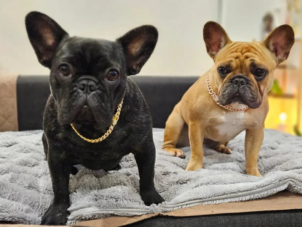 Cuban Link Pet Chain