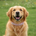 Customizable Pet Collar