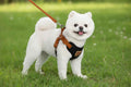 Stylish Pet Harness