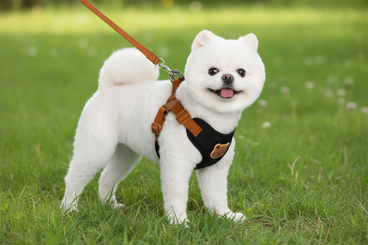 Stylish Pet Harness