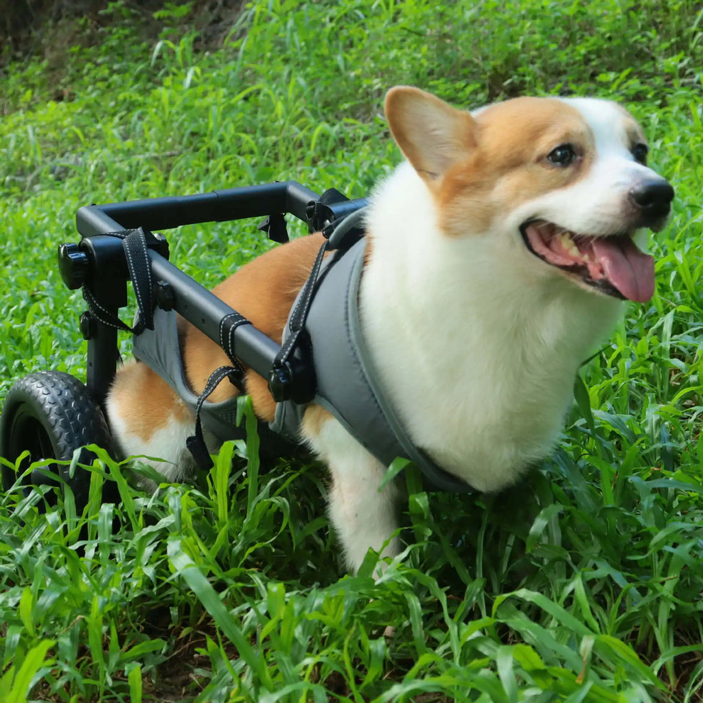 Pet Rehabilitation Mobility Cart - Waggy World