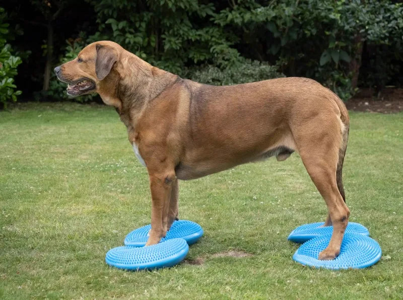 Flying Disc Dog Toy - Waggy World