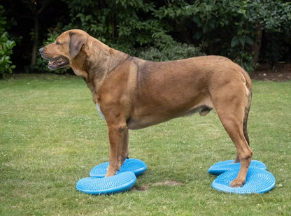 Flying Disc Dog Toy