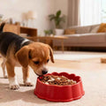 Plastic Doggie Bowl
