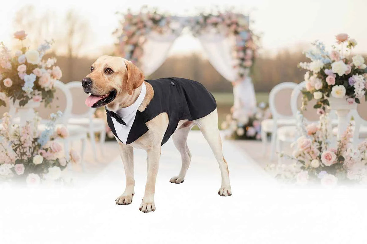 Doggy Tuxedo