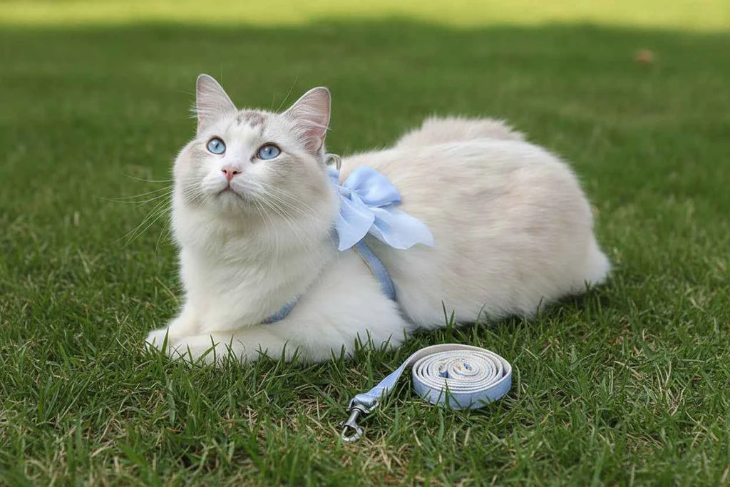 Kitty Bow Harness