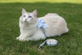 Kitty Bow Harness