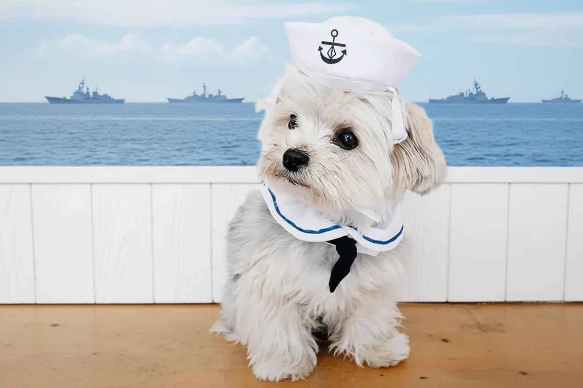 Pet Sailor Costume