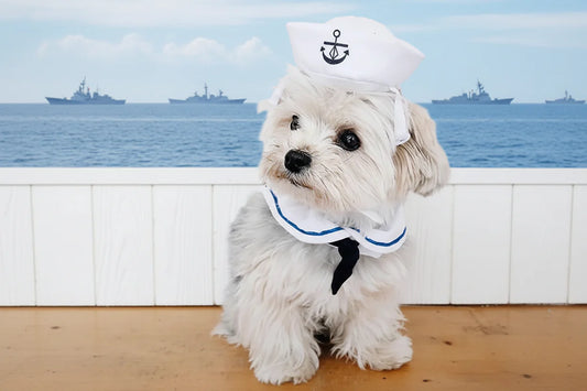 Pet Sailor Costume