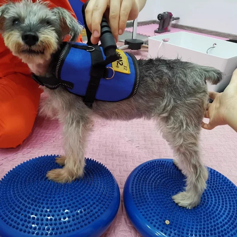 Flying Disc Dog Toy - Waggy World