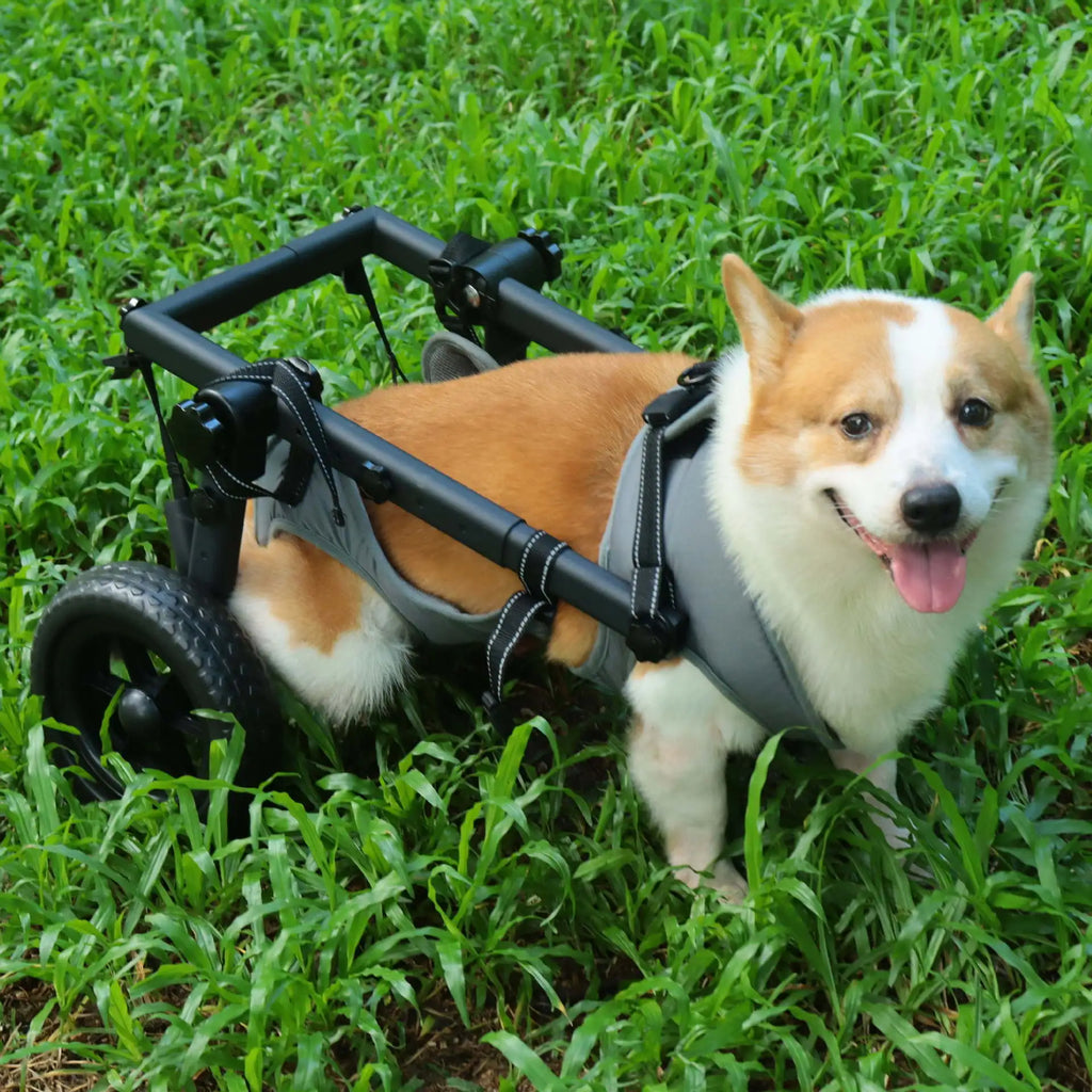 Pet Rehabilitation Mobility Cart - Waggy World