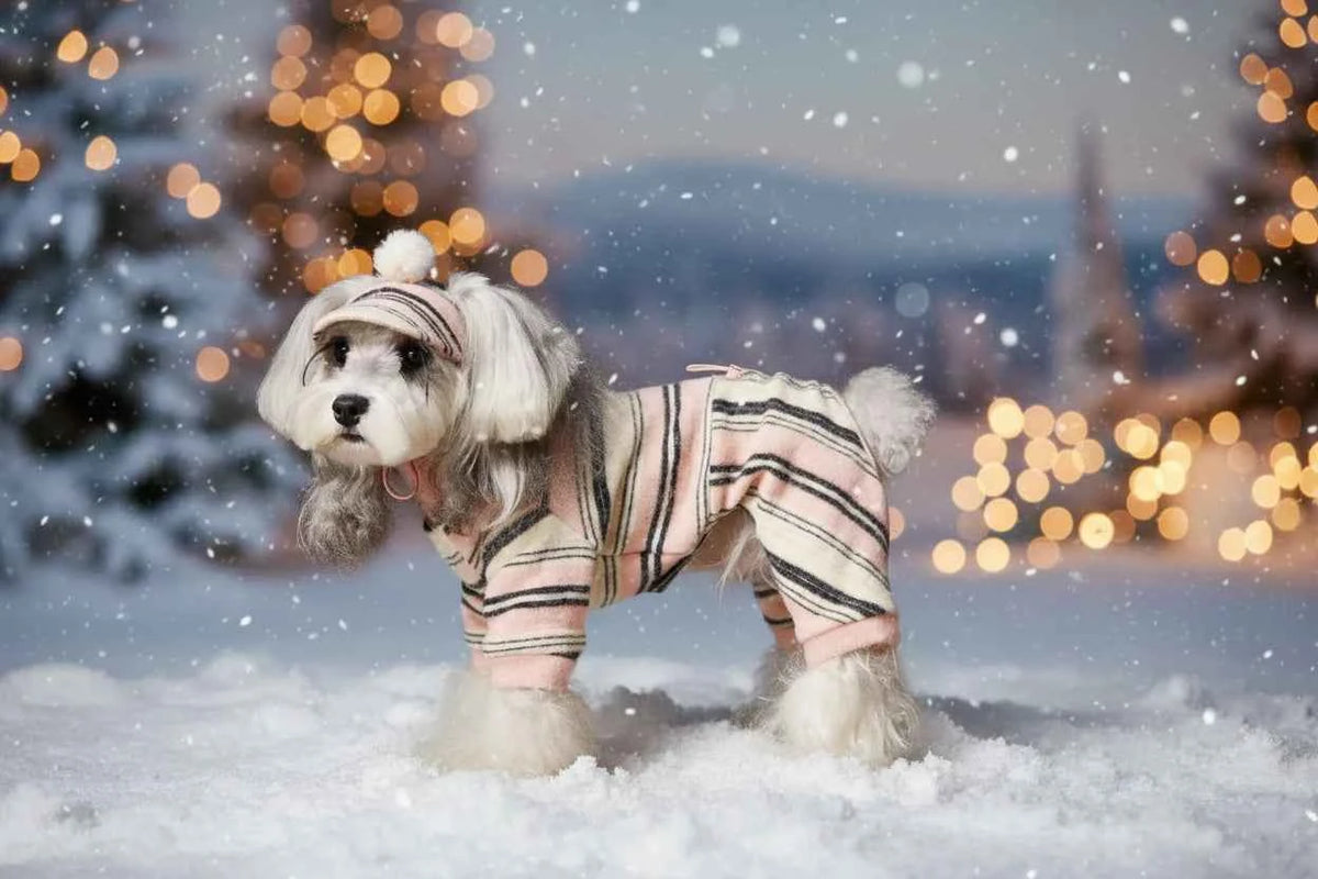 Pet Sweater & Visor