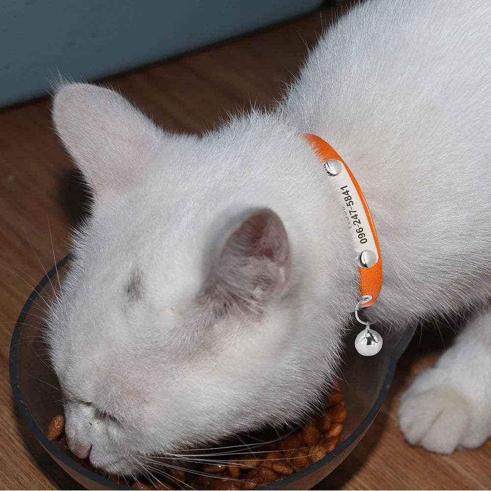 Personalized Cat Collar