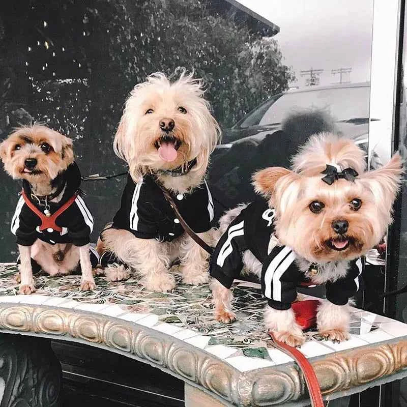 Doggy Sweat suit