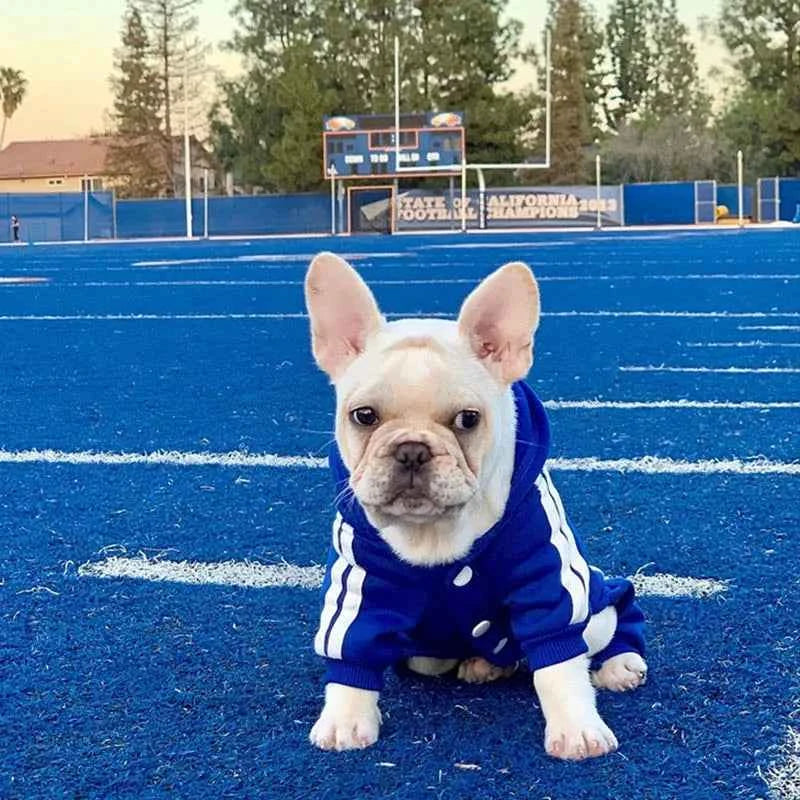 Doggy Sweat suit