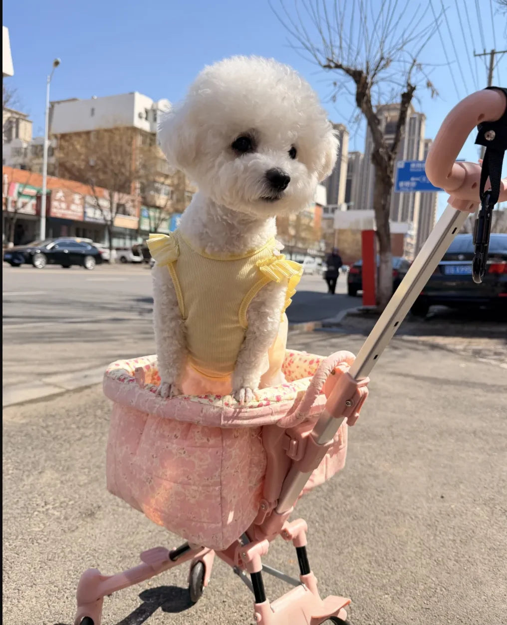 2026 Foldable Pet Stroller for Small Dogs & Cats - Waggy World