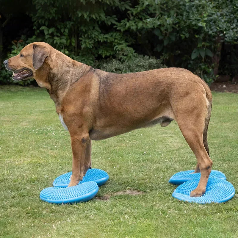 Flying Disc Dog Toy - Waggy World