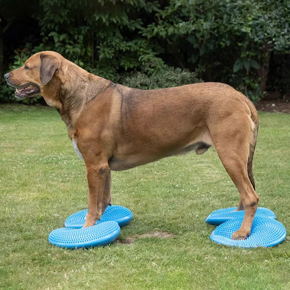 Flying Disc Dog Toy