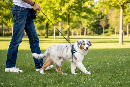 Heavy Duty Large Breed Leash