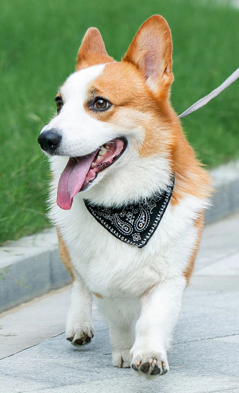 Cat And Dog Collar Triangle Scarf