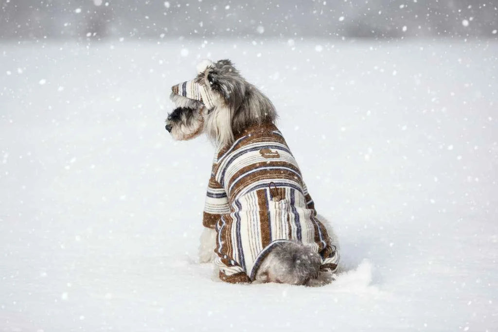 Pet Sweater & Visor