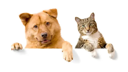Pet Grooming Kit
