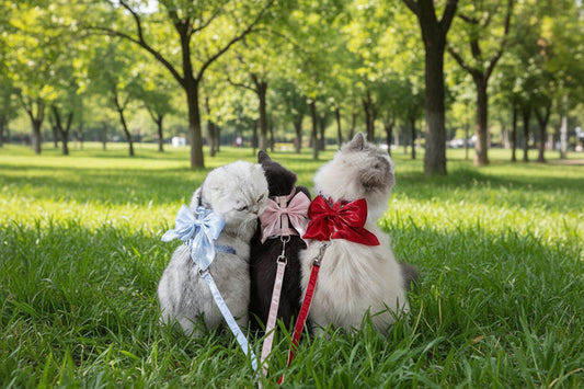 Kitty Bow Harness