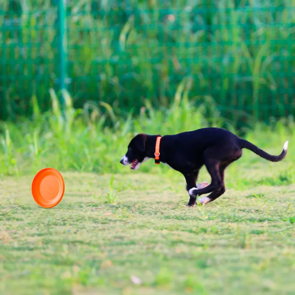 Dog Training Disc