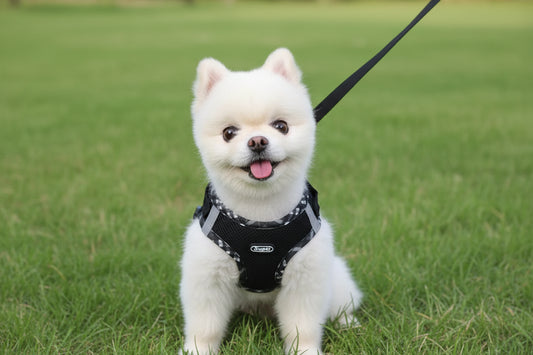 Stylish Small Breed Pet Harness