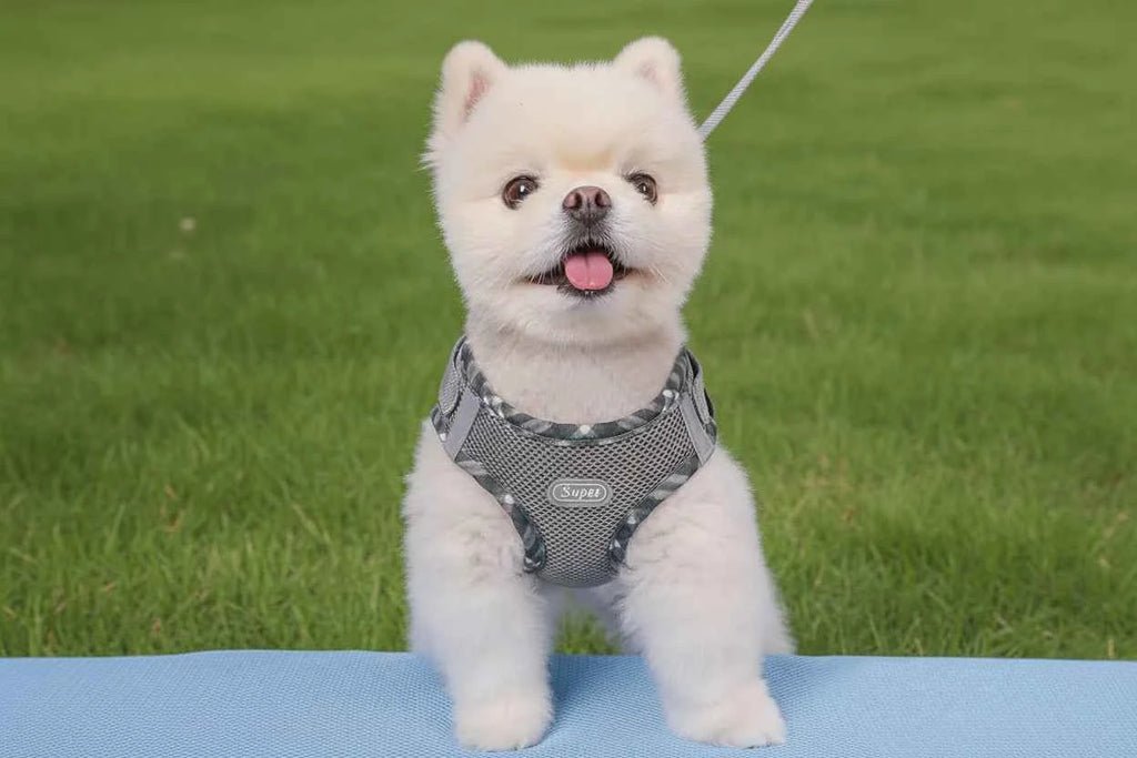 Stylish Small Breed Pet Harness