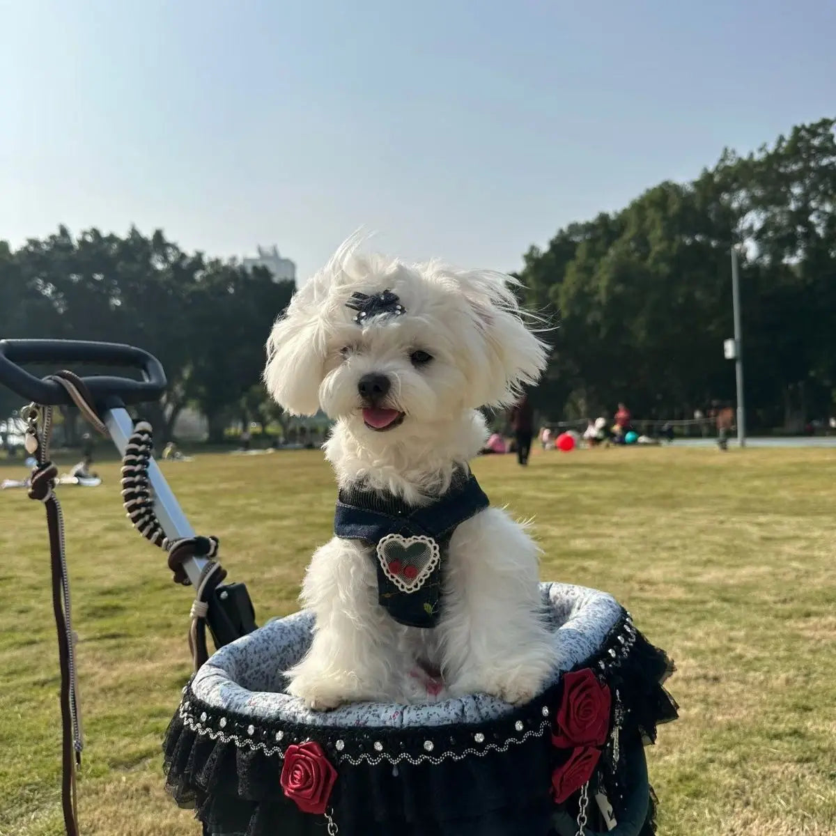 2026 Foldable Pet Stroller for Small Dogs & Cats