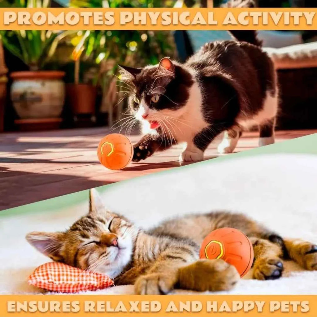 Pet Gravity Ball
