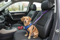 Car Headrest Safety Leash