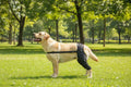 Dog Leg Support Brace