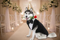 Doggy Tuxedo