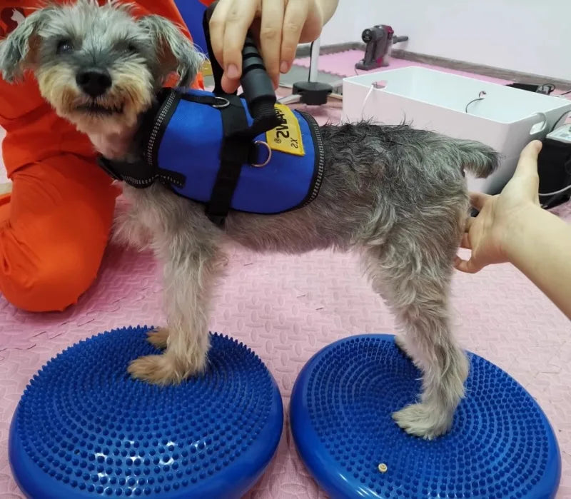 Flying Disc Dog Toy - Waggy World