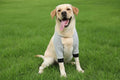 Pet Front Leg Recovery Sleeve