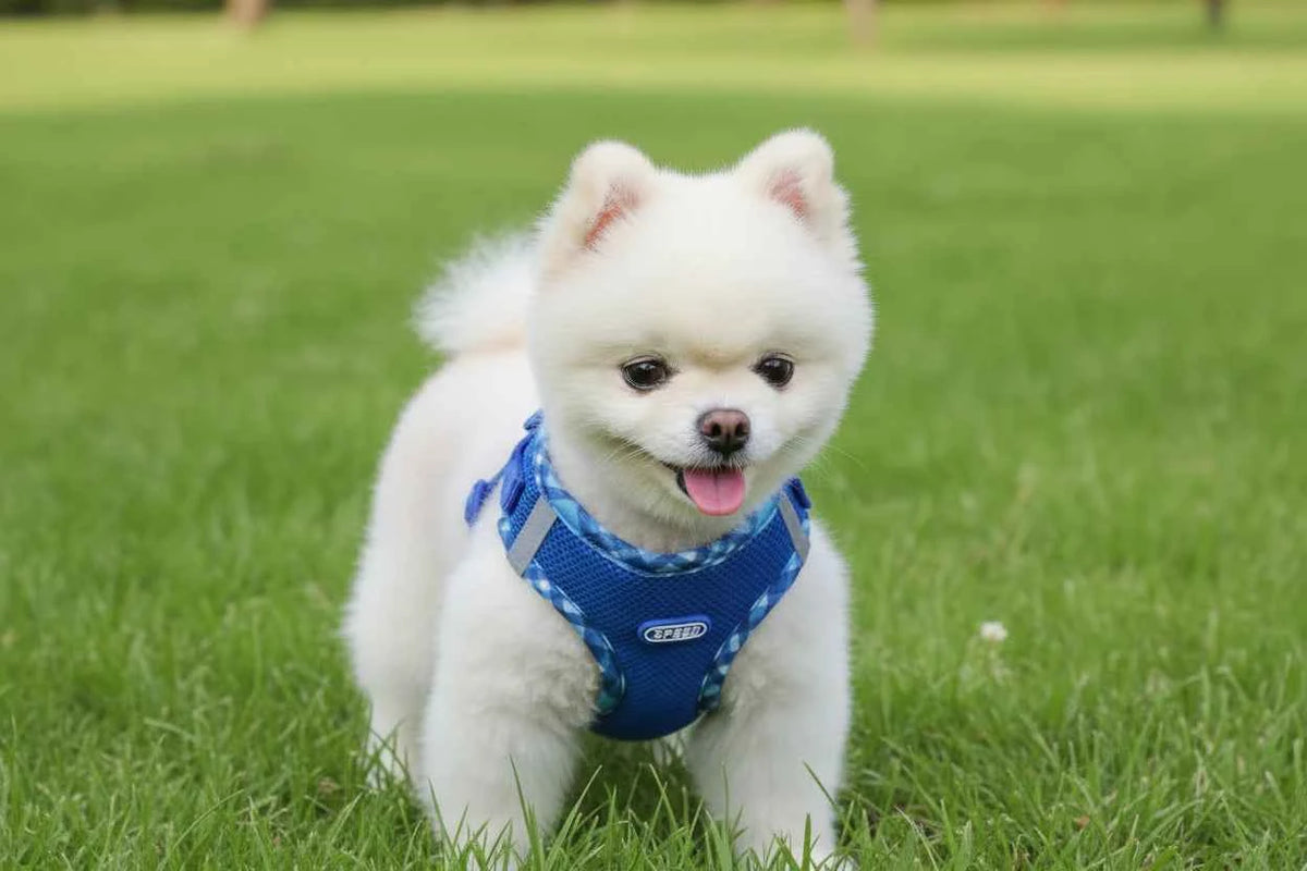 Stylish Small Breed Pet Harness
