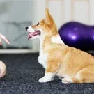 Pet Training Clicker with Wrist Strap for Dogs