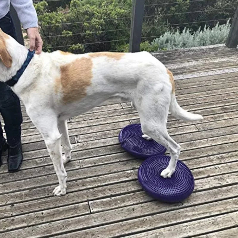 Flying Disc Dog Toy - Waggy World