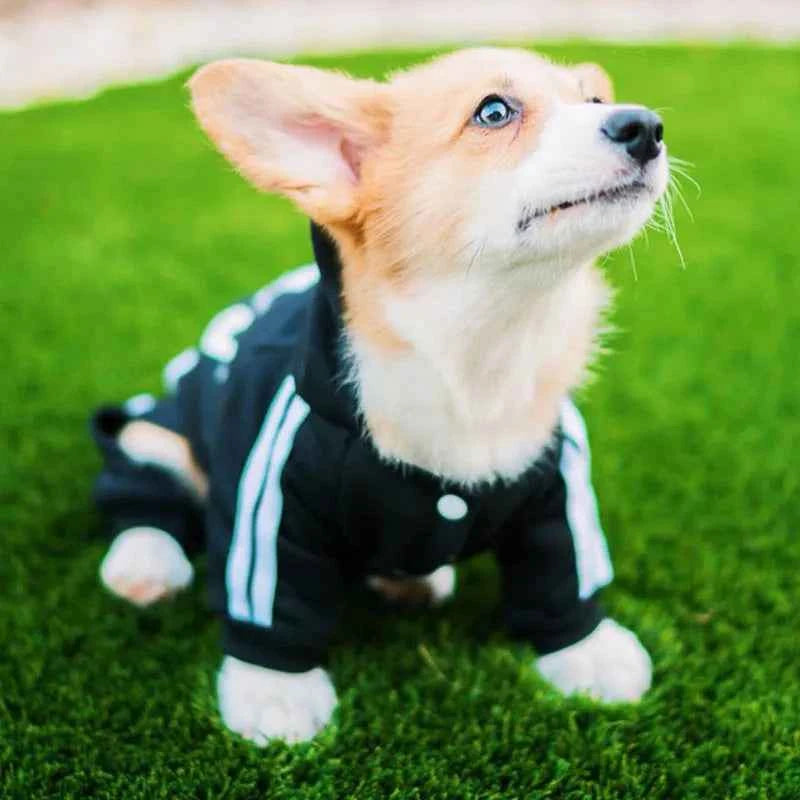 Doggy Sweat suit