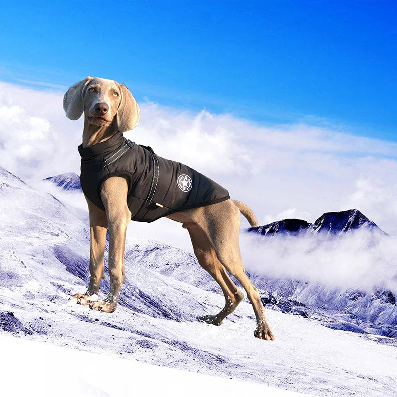 Waterproof Dog Winter Jacket with Harness